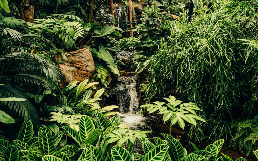 green plants and trees near water falls